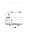 MONOSPECIFIC AND BISPECIFIC ANTI-IGF-1R AND ANTI-ERBB3 ANTIBODIES diagram and image