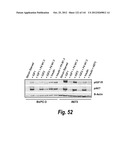 MONOSPECIFIC AND BISPECIFIC ANTI-IGF-1R AND ANTI-ERBB3 ANTIBODIES diagram and image