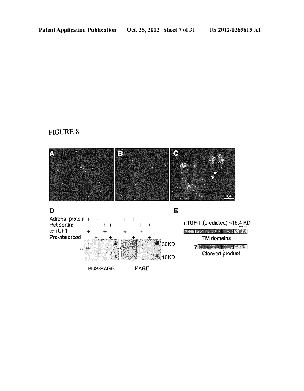 NEUROTROPHINS AND USES THEREOF - diagram, schematic, and image 08