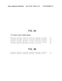 Human Anti-IFN-gamma Neutralizing Antibodies as Selective IFN-gamma     Pathway Inhibitors diagram and image