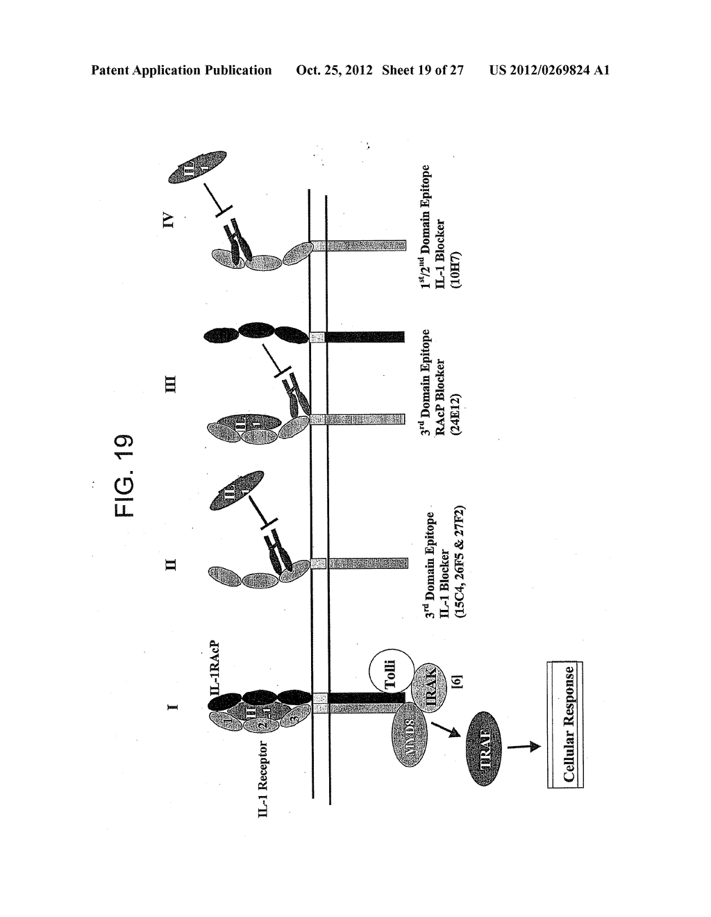 THERAPEUTIC HUMAN ANTI-IL-1R1 MONOCLONAL ANTIBODY - diagram, schematic, and image 20