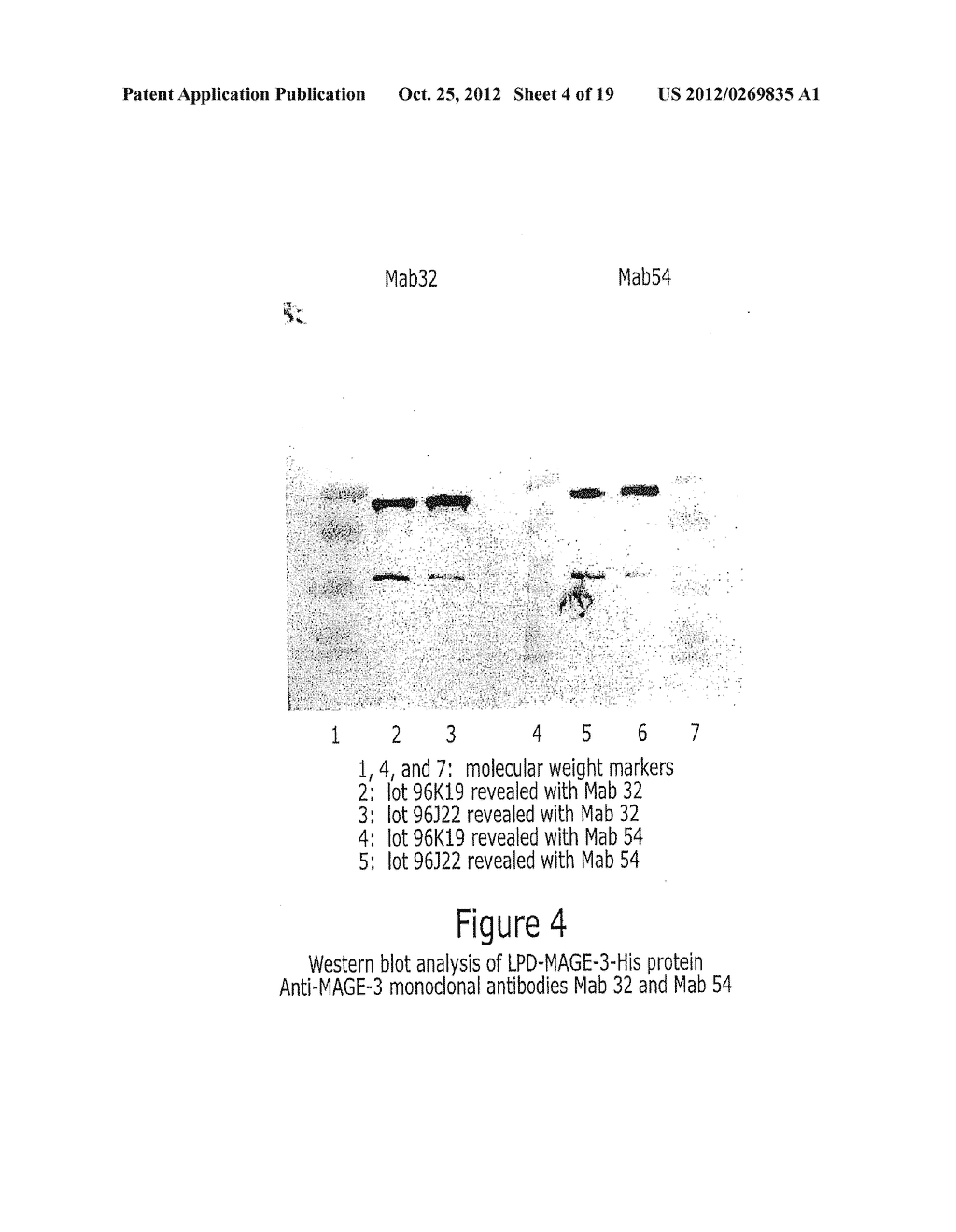 PROCESS FOR THE PRODUCTION OF IMMUNOGENIC COMPOSITIONS - diagram, schematic, and image 05