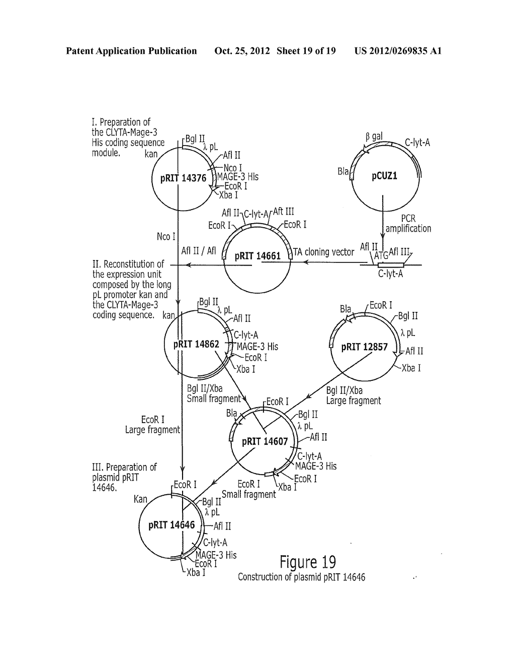 PROCESS FOR THE PRODUCTION OF IMMUNOGENIC COMPOSITIONS - diagram, schematic, and image 20