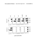 HMGN POLYPEPTIDES AS IMMUNE ENHANCERS AND HMGN ANTAGONISTS AS IMMUNE     SUPPRESSANTS diagram and image