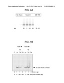 COMPOSITIONS RELATING TO A MUTANT CLOSTRIDIUM DIFFICILE TOXIN AND METHODS     THEREOF diagram and image