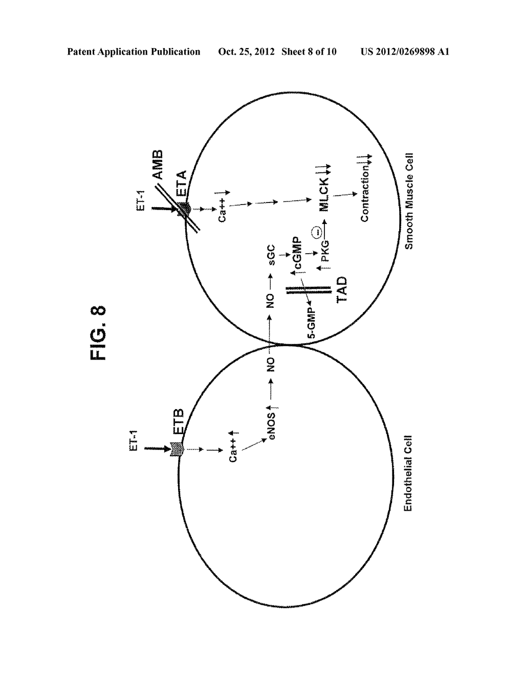 COMPOSITIONS AND METHODS OF TREATING PULMONARY HYPERTENSION - diagram, schematic, and image 09