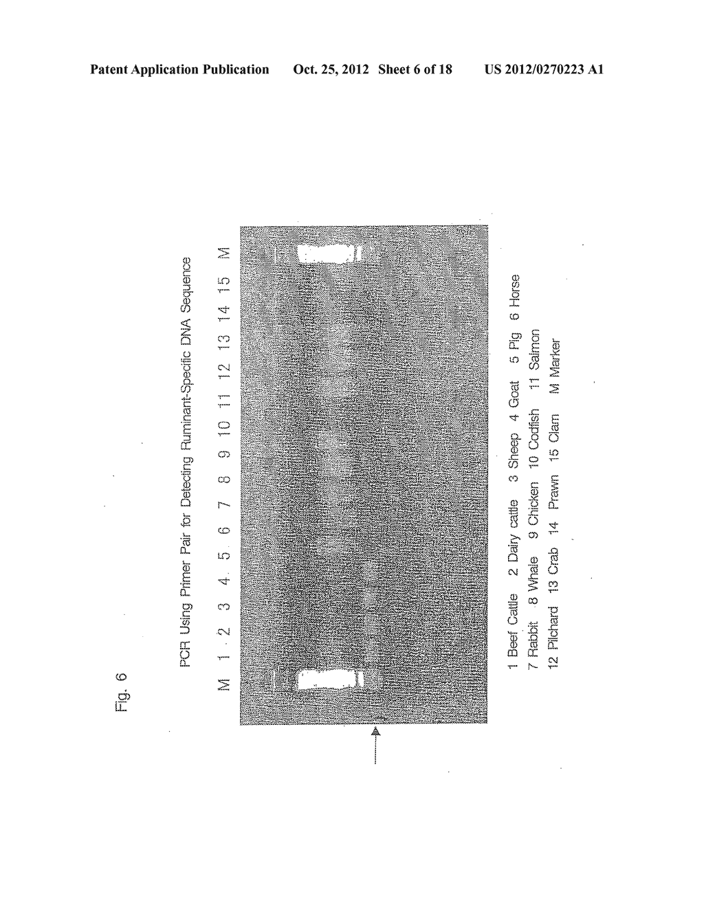 OLIGONUCLEOTIDE SEQUENCES THAT IDENTIFY SPECIES OF ANIMAL - diagram, schematic, and image 07