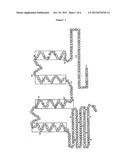 VOLTAGE-GATED PROTON CHANNEL, Hv1, AND USES THEREFOR diagram and image