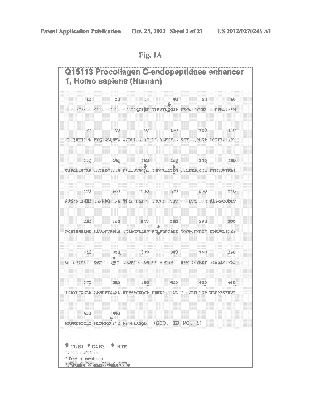 PROCOLLAGEN C-PROTEINASE ENHANCER (PCPE) BIOMARKER FOR BONE FORMATION - diagram, schematic, and image 02