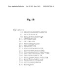 PROCOLLAGEN C-PROTEINASE ENHANCER (PCPE) BIOMARKER FOR BONE FORMATION diagram and image