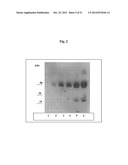 PROCOLLAGEN C-PROTEINASE ENHANCER (PCPE) BIOMARKER FOR BONE FORMATION diagram and image