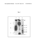 PROCOLLAGEN C-PROTEINASE ENHANCER (PCPE) BIOMARKER FOR BONE FORMATION diagram and image