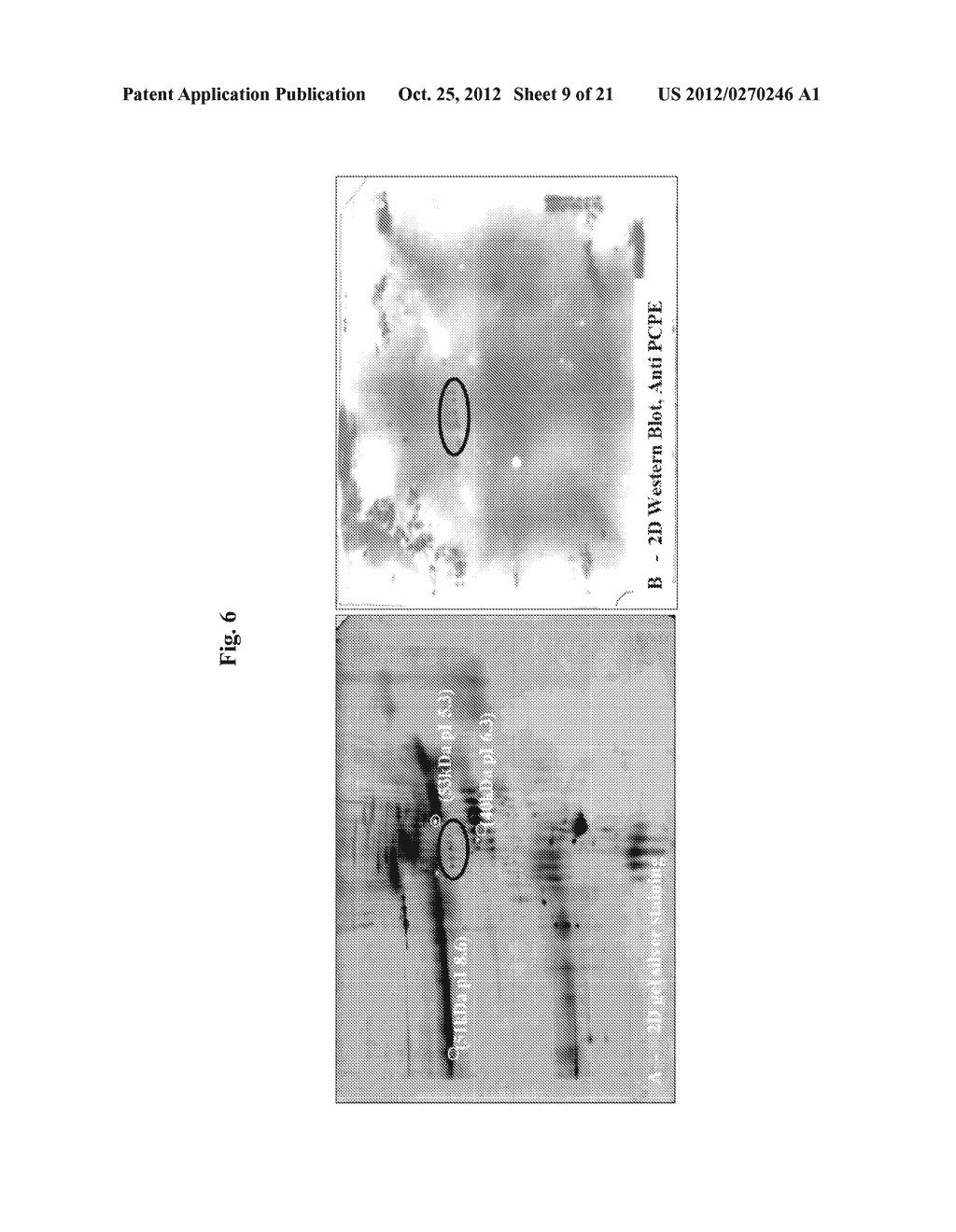 PROCOLLAGEN C-PROTEINASE ENHANCER (PCPE) BIOMARKER FOR BONE FORMATION - diagram, schematic, and image 10