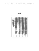 PROCOLLAGEN C-PROTEINASE ENHANCER (PCPE) BIOMARKER FOR BONE FORMATION diagram and image