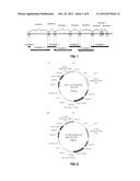 DNA CONSTRUCT, AND PROCESS FOR PRODUCTION OF RECOMBINANT CHO CELL USING     SAME diagram and image