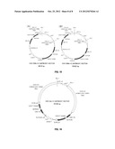 DNA CONSTRUCT, AND PROCESS FOR PRODUCTION OF RECOMBINANT CHO CELL USING     SAME diagram and image