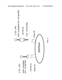 Anti-CD100 Neutralizing Antibodies and Methods of Using the Same diagram and image