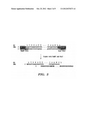 TRANSCRIPTION ACTIVATOR-LIKE EFFECTORS diagram and image