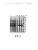 STEREOSPECIFIC CARBONYL REDUCTASES diagram and image