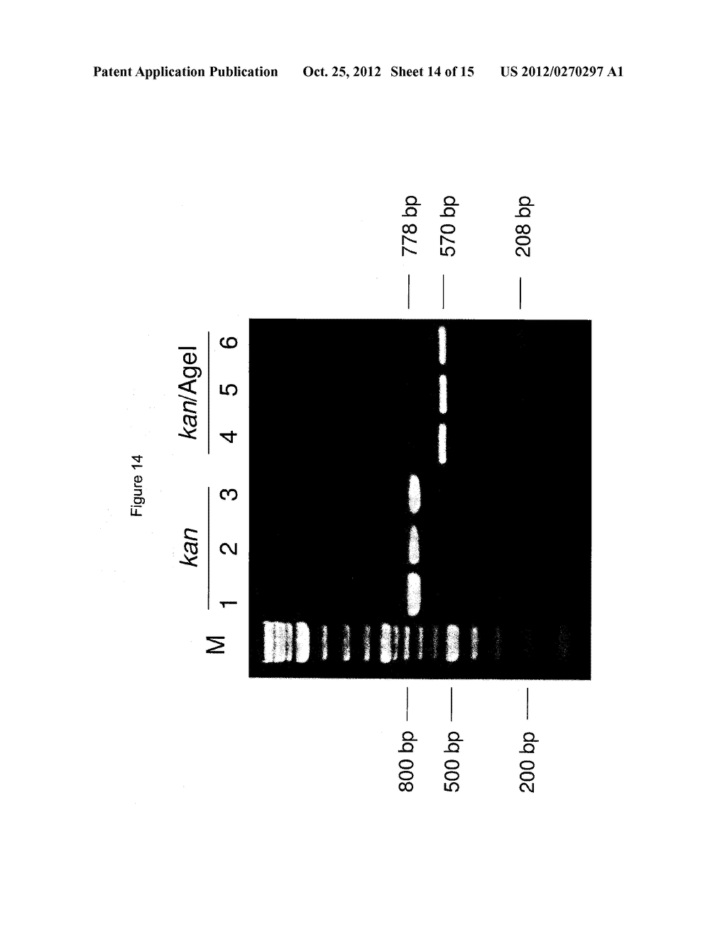 CULTURING AND GENETIC MANIPULATIONS OF THERMOTOGA SPP. - diagram, schematic, and image 15