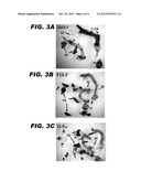 FEMALE SPECIFIC INSECT EXPRESSION SYSTEM diagram and image