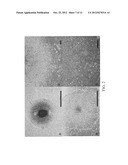 NON-TUMORIGENIC EXPANSION OF PLURIPOTENT STEM CELLS diagram and image