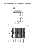 NON-TUMORIGENIC EXPANSION OF PLURIPOTENT STEM CELLS diagram and image