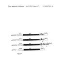 METHODS AND MEANS FOR OBTAINING MODIFIED PHENOTYPES diagram and image