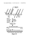 Microarray Synthesis and Assembly of Gene-Length Polynucleotides diagram and image