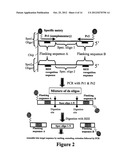 Microarray Synthesis and Assembly of Gene-Length Polynucleotides diagram and image