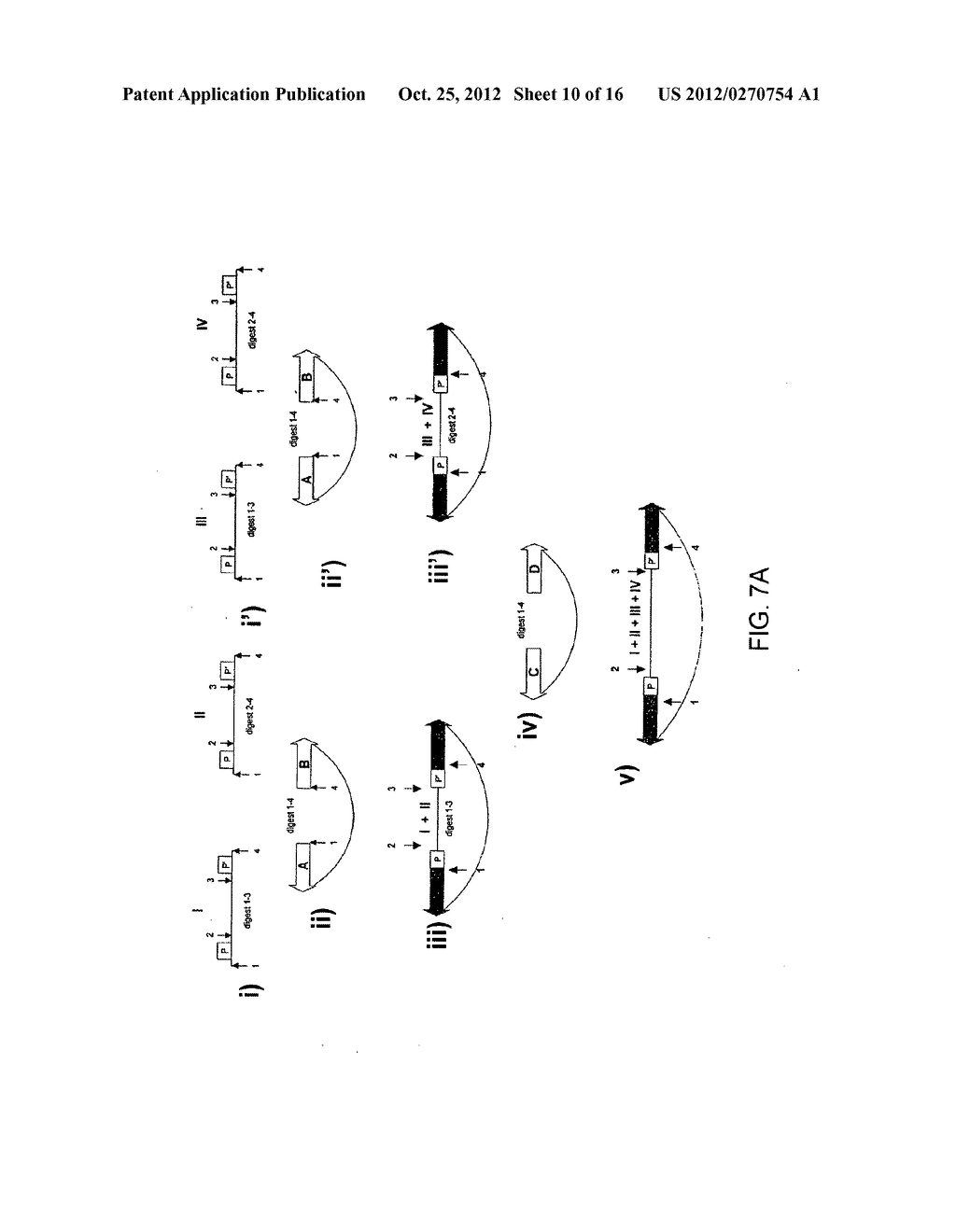 Iterative Nucleic Acid Assembly Using Activation of Vector-Encoded Traits - diagram, schematic, and image 11