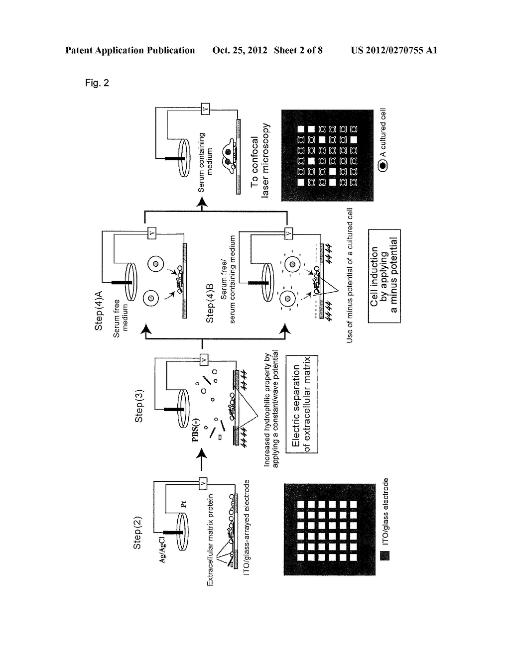 METHOD FOR PREPARING A SUBSTRATE FOR ARRANGING ANIMAL CELLS IN AN ARRAY     AND METHOD FOR PREPARING A SUBSTRATE ON WHICH ANIMAL CELLS ARE ARRANGED     IN AN ARRAY - diagram, schematic, and image 03