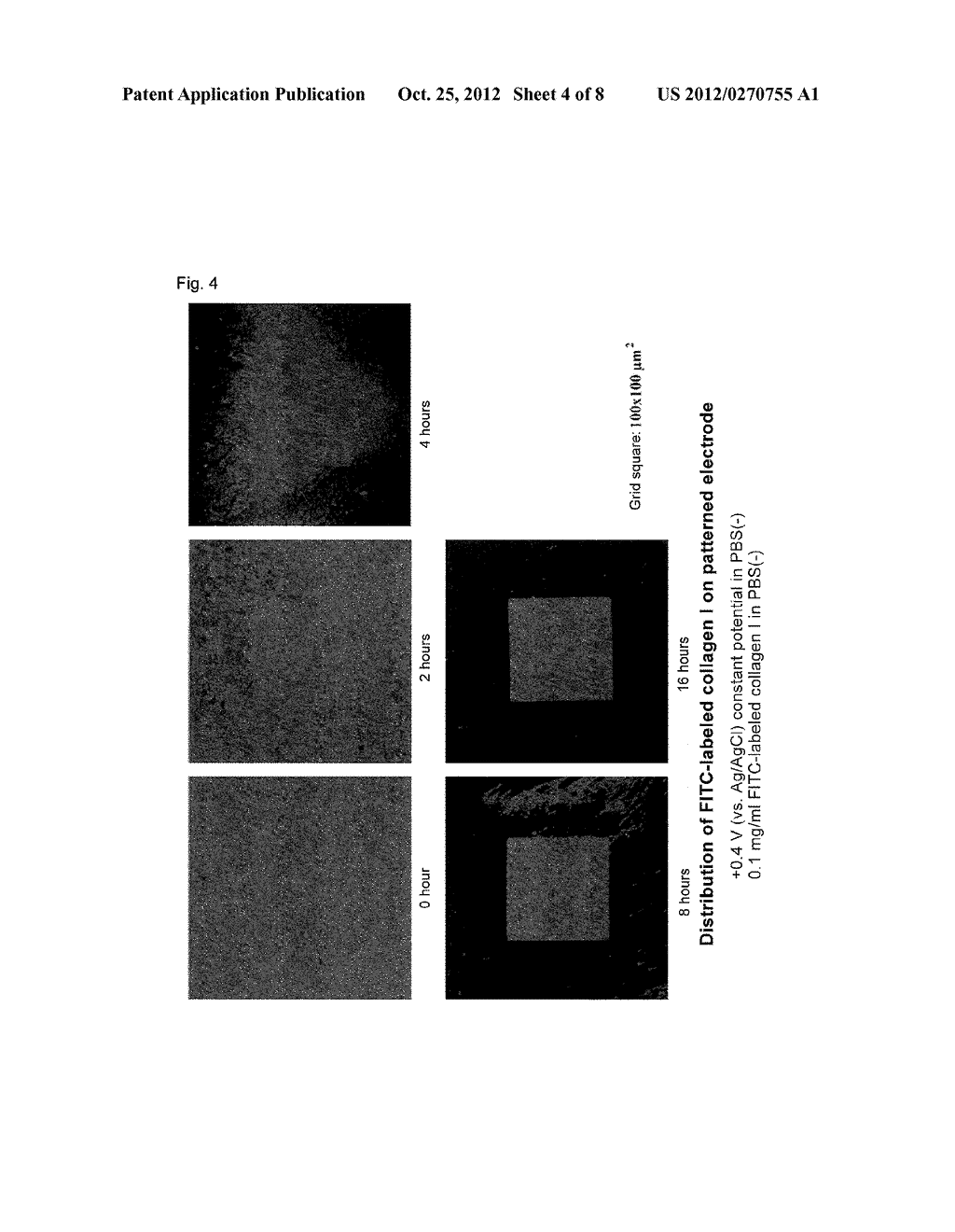 METHOD FOR PREPARING A SUBSTRATE FOR ARRANGING ANIMAL CELLS IN AN ARRAY     AND METHOD FOR PREPARING A SUBSTRATE ON WHICH ANIMAL CELLS ARE ARRANGED     IN AN ARRAY - diagram, schematic, and image 05