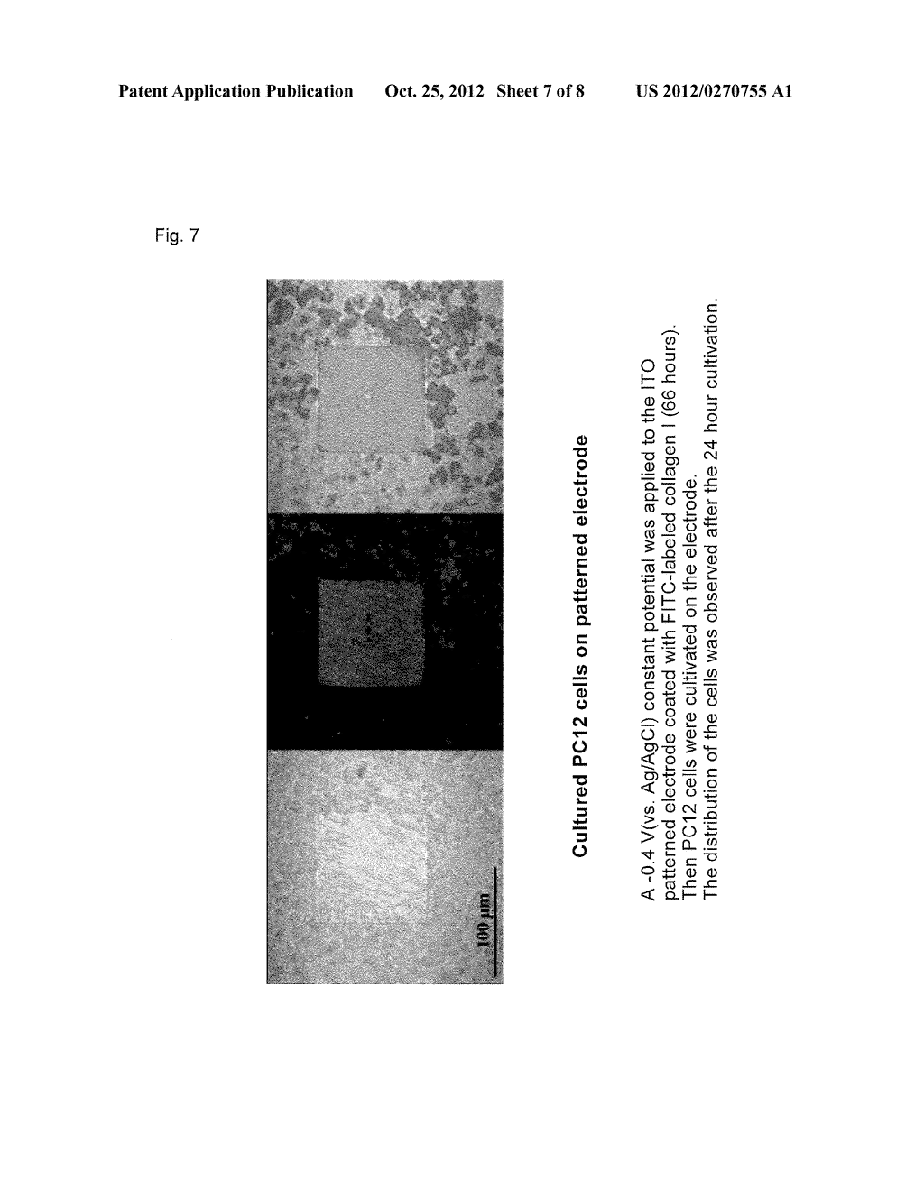 METHOD FOR PREPARING A SUBSTRATE FOR ARRANGING ANIMAL CELLS IN AN ARRAY     AND METHOD FOR PREPARING A SUBSTRATE ON WHICH ANIMAL CELLS ARE ARRANGED     IN AN ARRAY - diagram, schematic, and image 08