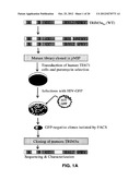 TRIM5ALPHA MUTANTS AND USES THEREOF diagram and image