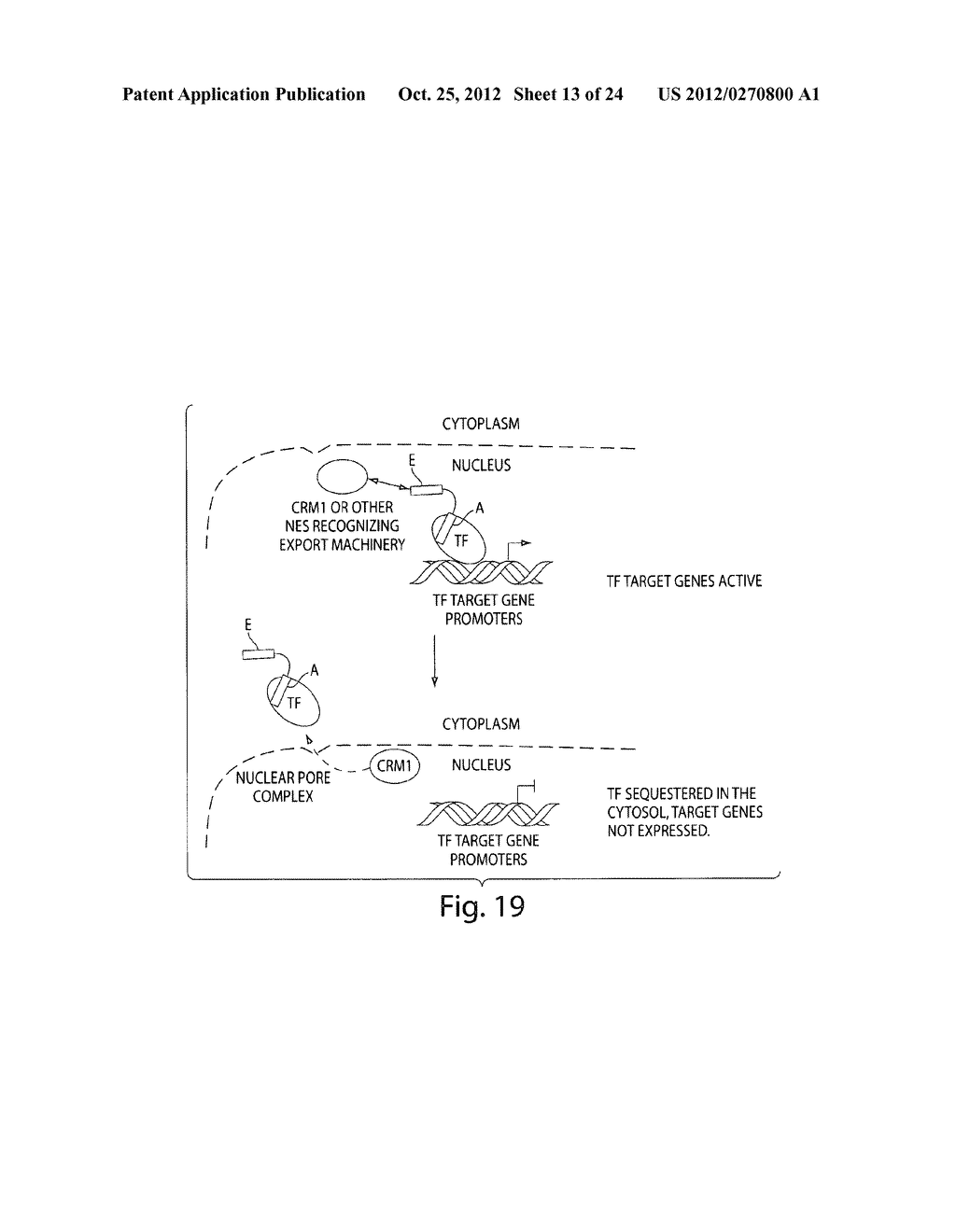 BIFUNCTIONAL STAPLED POLYPEPTIDES AND USES THEREOF - diagram, schematic, and image 14