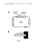 HER3 BINDING POLYPEPTIDES diagram and image