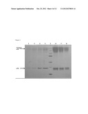 MODIFICATION OF ENZYMATIC CROSSLINKERS FOR CONTROLLING PROPERTIES OF     CROSSLINKED MATRICES diagram and image