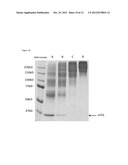 MODIFICATION OF ENZYMATIC CROSSLINKERS FOR CONTROLLING PROPERTIES OF     CROSSLINKED MATRICES diagram and image