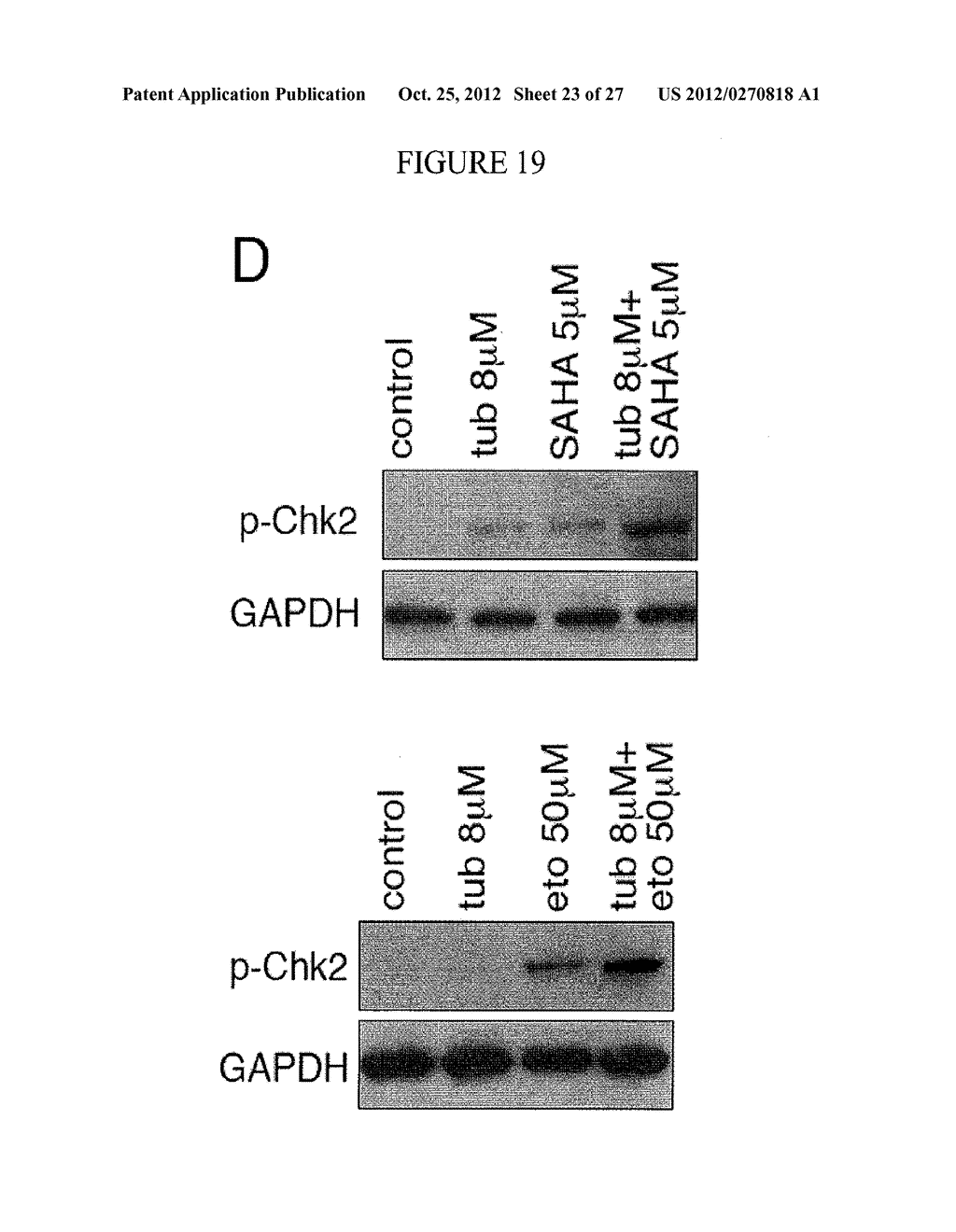 HDAC 6 INHIBITOR-BASED METHODS FOR TREATING CANCER - diagram, schematic, and image 24