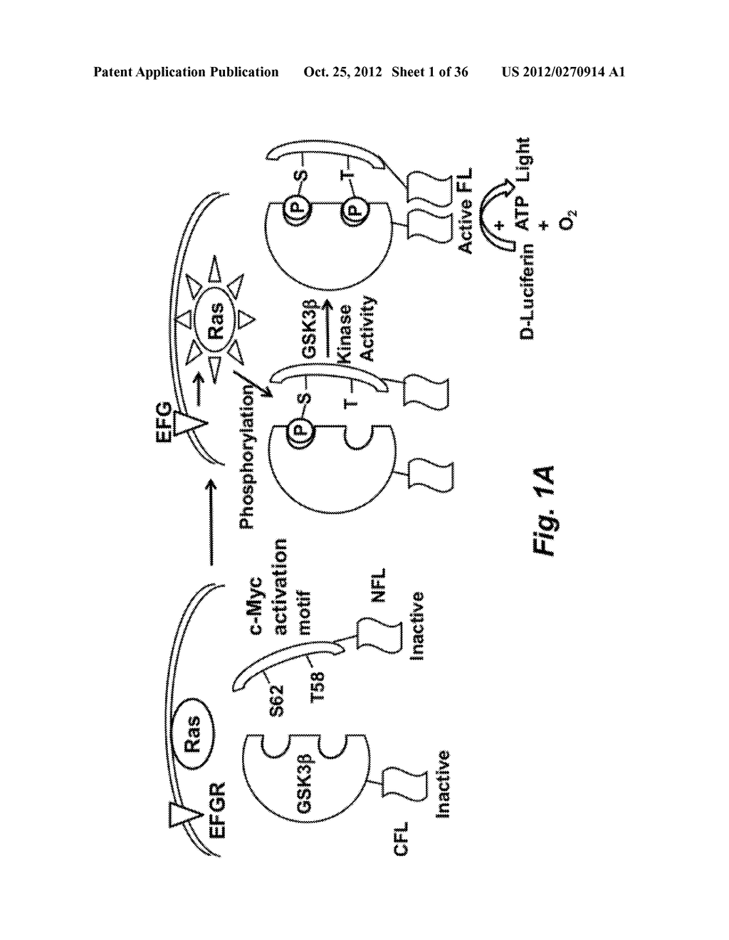 SPLIT-LUCIFERASE C-MYC SENSOR AND USES THEREOF - diagram, schematic, and image 02