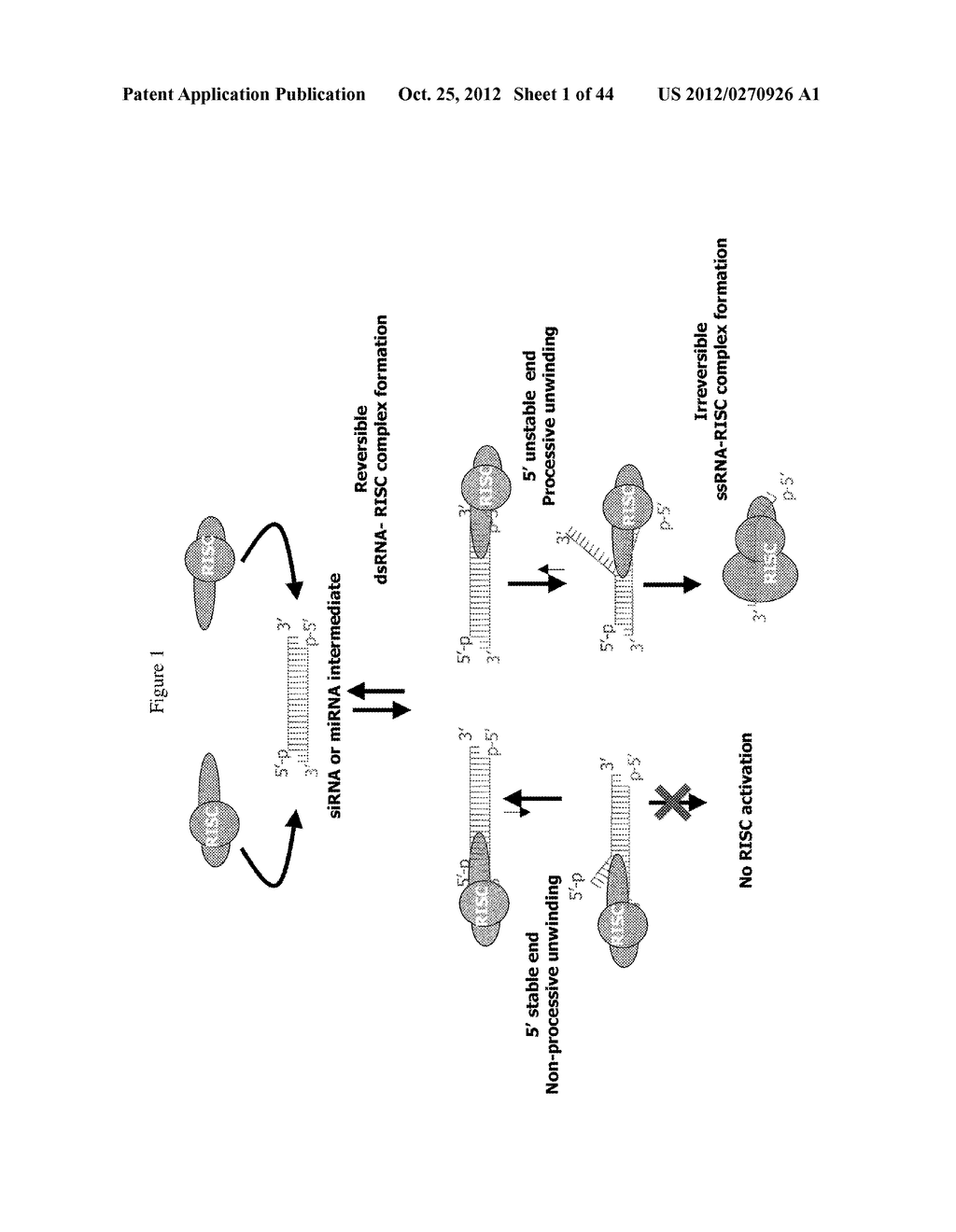 siRNA Targeting Apoliprotein (APOB) - diagram, schematic, and image 02