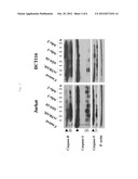 ANTIGENIC DETERMINANTS RECOGNIZED BY ANTI-HUMAN DEATH RECEPTOR DR5     MONOCLONAL ANTIBODY AD5-10, DERIVATIVES AND USES THEREOF diagram and image