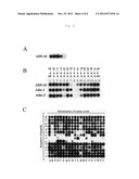 ANTIGENIC DETERMINANTS RECOGNIZED BY ANTI-HUMAN DEATH RECEPTOR DR5     MONOCLONAL ANTIBODY AD5-10, DERIVATIVES AND USES THEREOF diagram and image