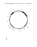 MAMMALIAN EXPRESSION VECTOR diagram and image