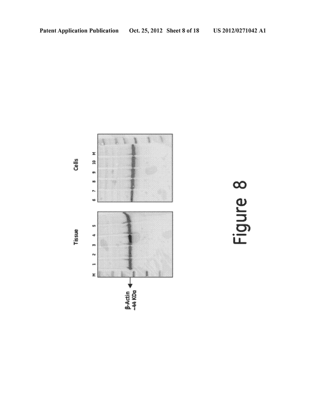 METHOD FOR ISOLATION OF GENOMIC DNA, RNA AND PROTEINS FROM A SINGLE SAMPLE - diagram, schematic, and image 09