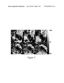 APPARATUS, METHOD, AND COMPUTER-ACCESSIBLE MEDIUM FOR B1-INSENSITIVE HIGH     RESOLUTION 2D T1 MAPPING IN MAGNETIC RESONANCE IMAGING diagram and image