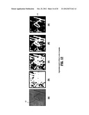 Constrained Registration for Motion Compensation in Atrial Fibrillation     Ablation Procedures diagram and image