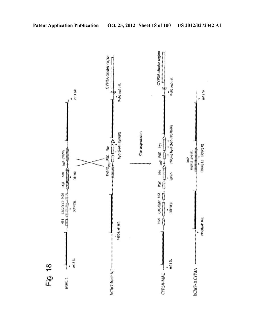 MOUSE ARTIFICIAL CHROMOSOME VECTOR - diagram, schematic, and image 19