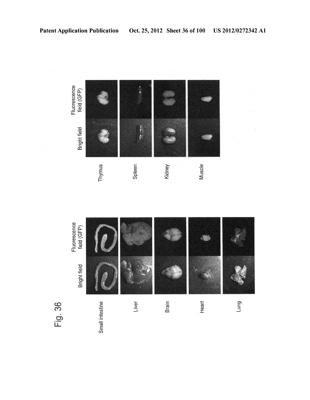 MOUSE ARTIFICIAL CHROMOSOME VECTOR - diagram, schematic, and image 37